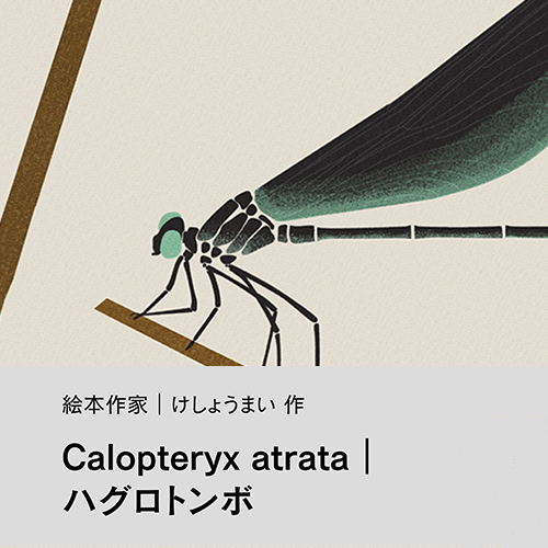 けしょうまい「Calopteryx atrata｜ハグロトンボ」